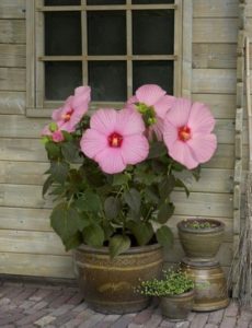 How do you plant hibiscus?