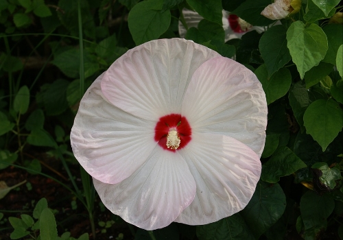 Hibiscus Plant Care and It's Benefits Planted Well