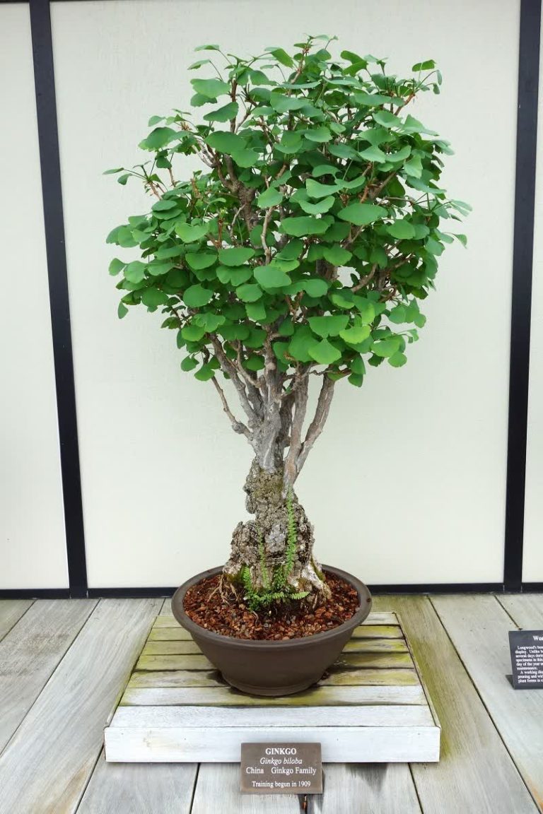 Bonsai Tree Complete Guide How To Grow And Care For Bonsais