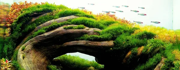 aquascaping styles guide