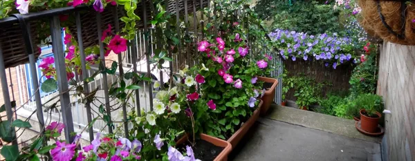 balcony garden with flowers