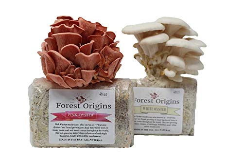 10 Best Mushroom Growing Kits And How To Grow Mushrooms