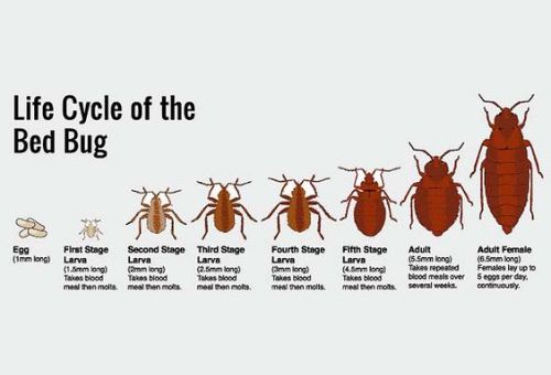 How To Get Rid Of Bed Bugs 101 6 Easy Steps You Should Try