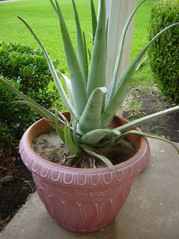 5 Crazy Aloe Vera Benefits Ultimate Guide To Growing Aloe Vera