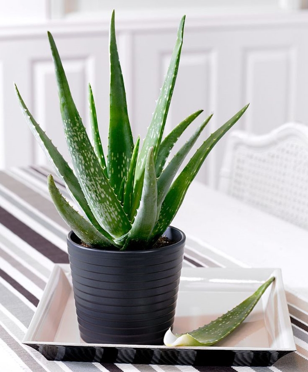 7 Aloe Vera Benefits and How to Care for Aloe Vera Plants