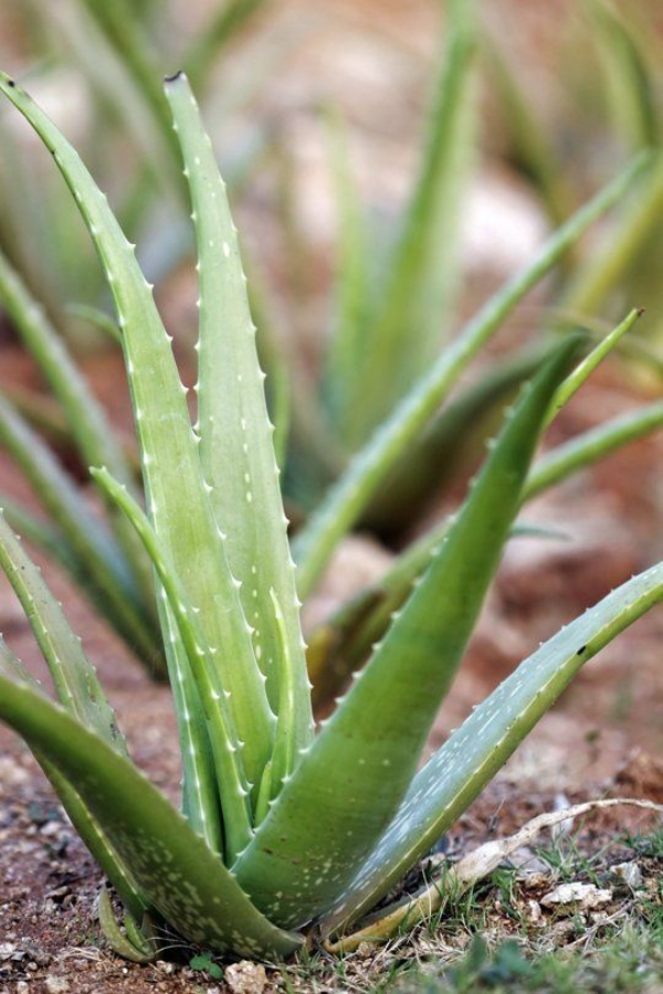 5 Crazy Aloe Vera Benefits Ultimate Guide To Growing Aloe Vera