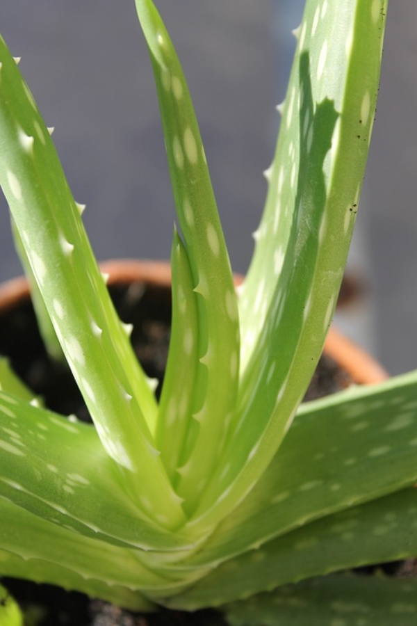 5 Crazy Aloe Vera Benefits Ultimate Guide To Growing Aloe Vera