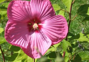 Hibiscus Plant Easy Guide: How To Grow And Care For It