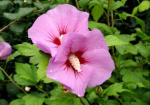 Hibiscus Plant Easy Guide: How to Grow and Care for It