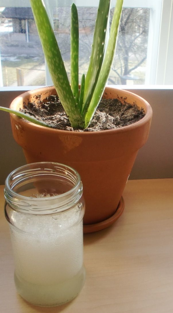 6 Aloe Vera Plant Benefits & Easy Guide to Growing Aloe Vera