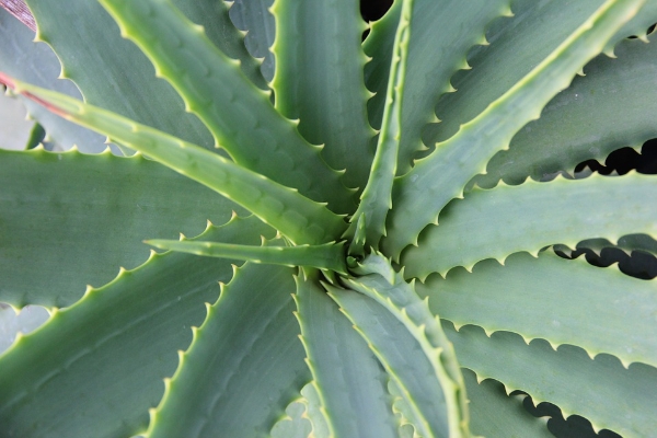 5 Crazy Aloe Vera Benefits Ultimate Guide To Growing Aloe Vera