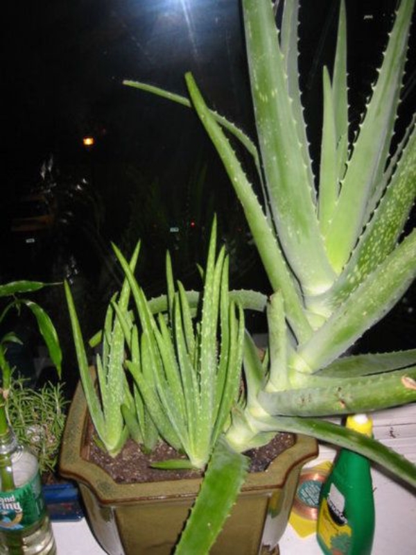 6 Aloe Vera Plant Benefits & Easy Guide to Growing Aloe Vera