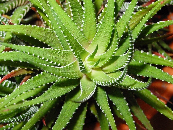 5 Crazy Aloe Vera Benefits Ultimate Guide To Growing Aloe Vera