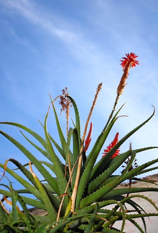 7 Aloe Vera Benefits And How To Care For Aloe Vera Plants