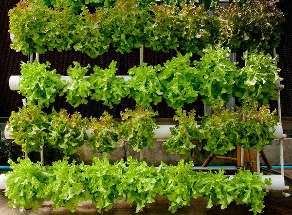 Vertical Gardening Indoors