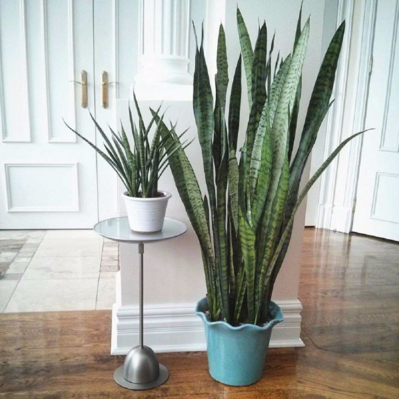 23 Best Indoor Plants for All Rooms in Your Home