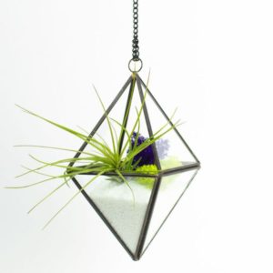 Air Plants Amazon