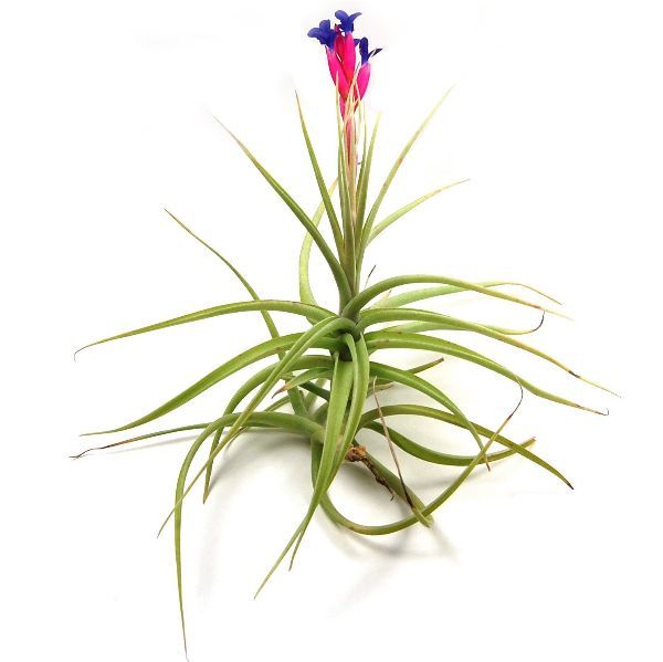 Wholesale Air Plants
