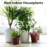 30 Best Indoor House Plants for your Home this 2018