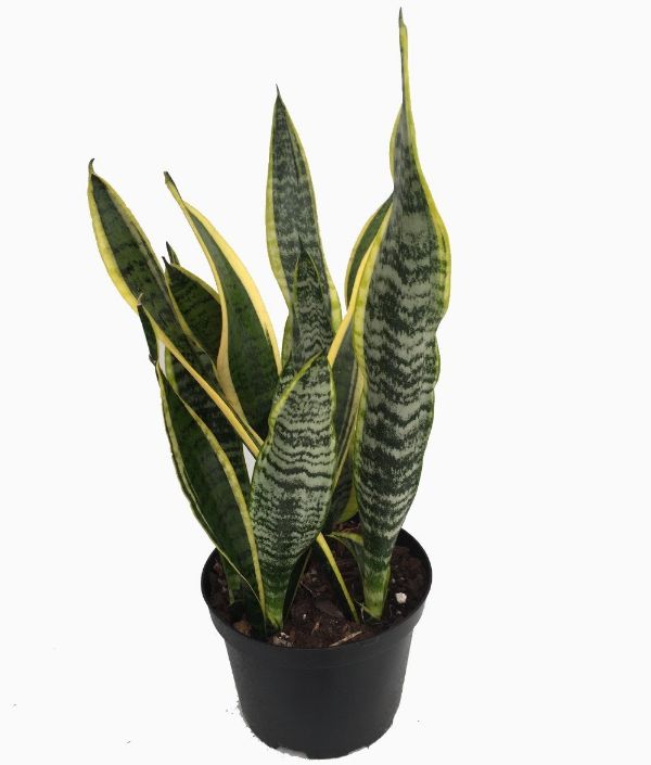 Best Indoor House Plants