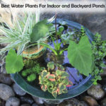 Best Water Plants