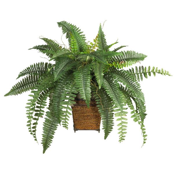 Common House Plants