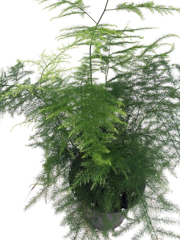 House Plants For Sale