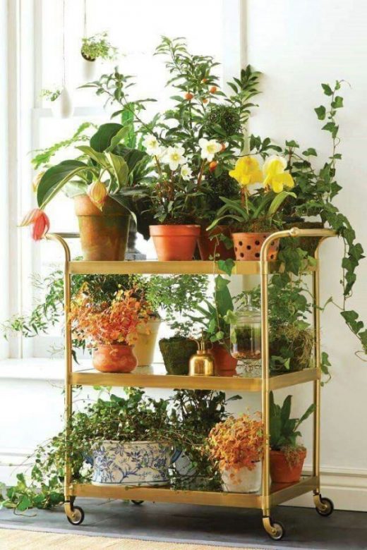 15 Best Indoor Gardening Ideas For Beginners And Advanced Gardeners