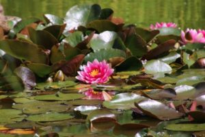 15 Best Water Plants for Indoors and Backyard Ponds