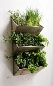Basin Indoor Gardening Ideas