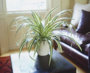 Best House Plants Low Light