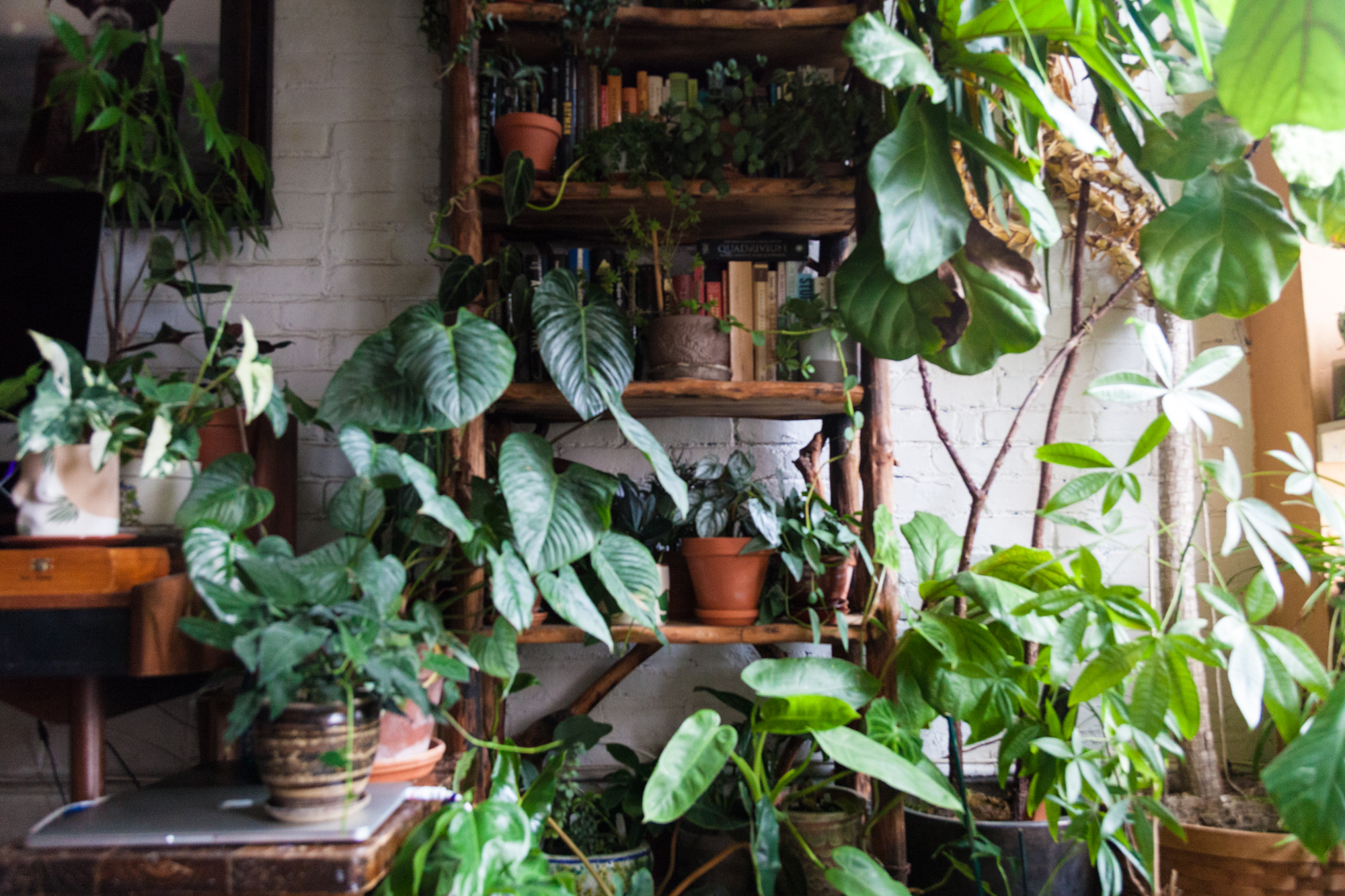 31 Best Indoor House Plants for your Home and Pets