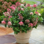 15 Fascinating Flower Garden Designs and How to Start One