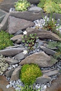 Forest Rock Garden Images