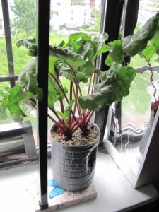 Indoor Container Gardening Ideas