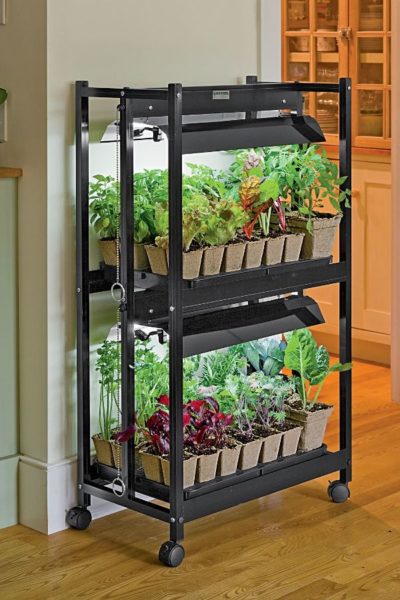 15 Best Indoor Gardening Ideas for Beginners and Advanced Gardeners