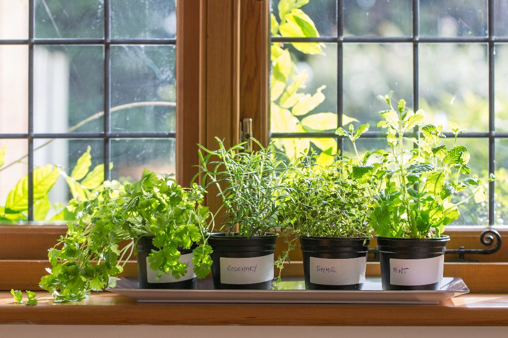 21 Best Indoor Gardening Ideas For Beginners And Advanced Gardeners 21 Best Indoor Gardening Ideas For Beginners And Advanced Gardeners 2019
