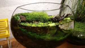 Water Loving Plants Indoor