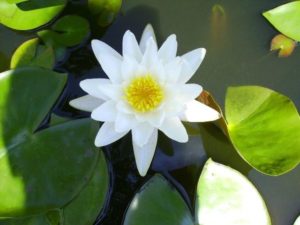 Water Wise Plants