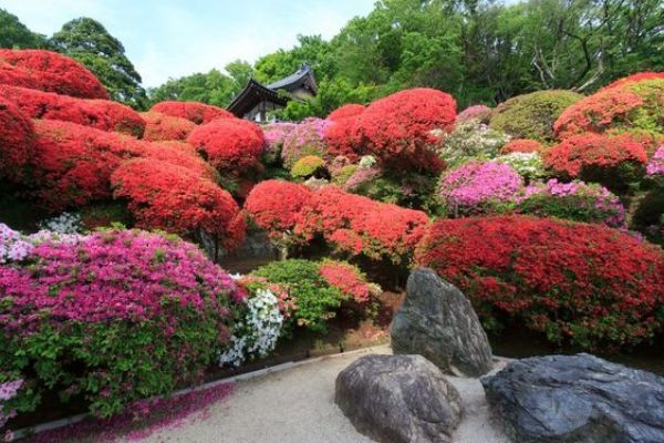 Japanese Garden Flowers