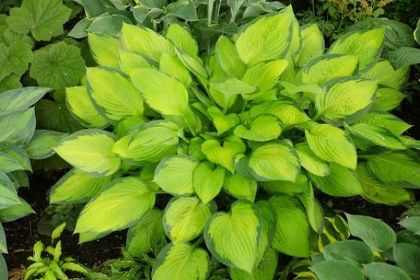 Japanese Garden Plant Lists