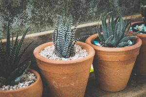 Garden Plant Pots