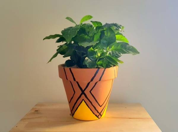 Plant Pots Clay
