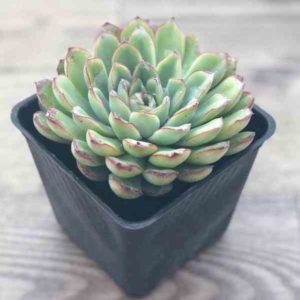 Succulents: Complete Guide to Make your Succulent Plants feel at Home