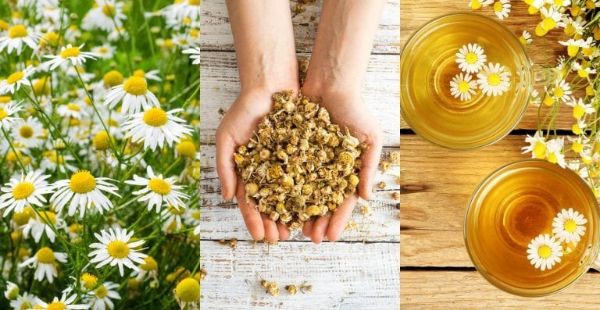 How to Grow Chamomile Herb at Home