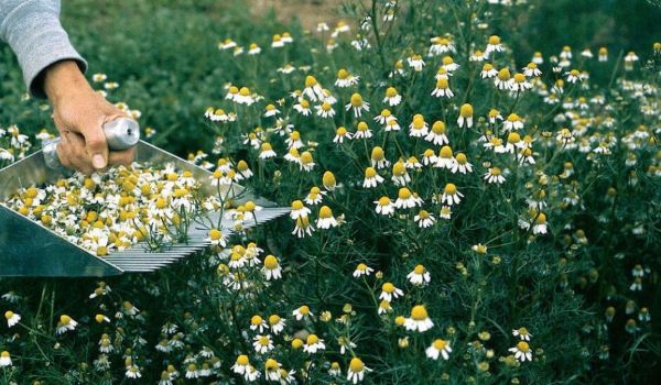 Harvesting Chamomile Plants