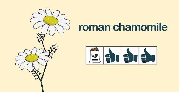 How to Grow Chamomile Outdoors Step 4