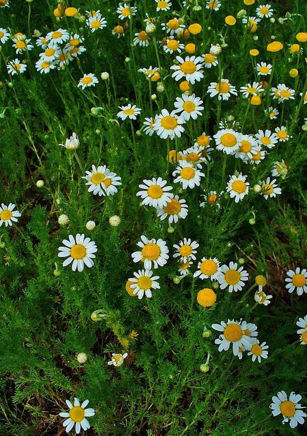 Roman Chamomile