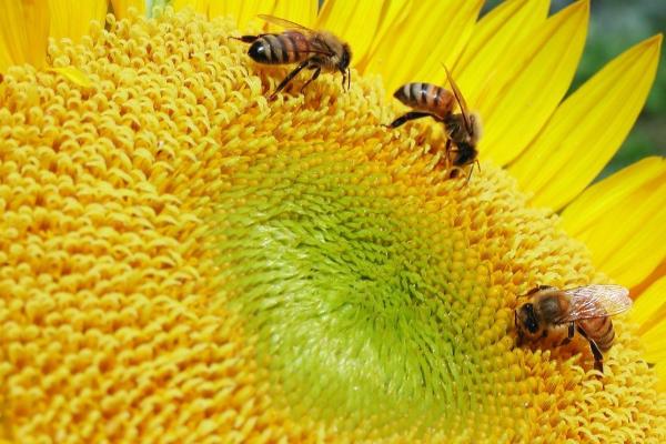 Plants For Solitary Bees
