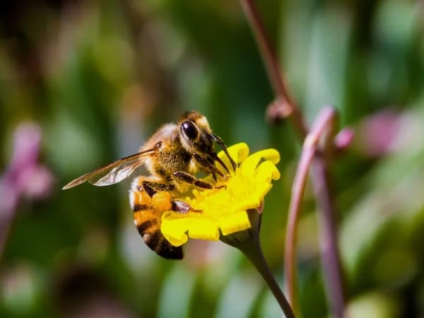 Africanized Honeybee